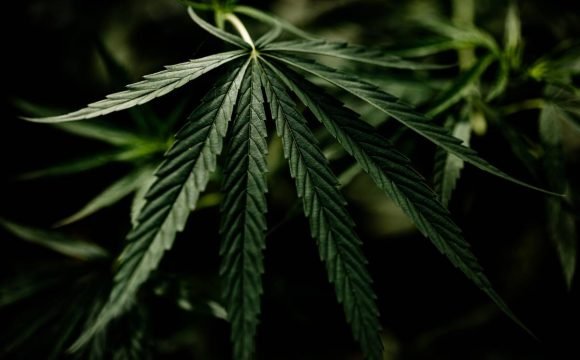 cannabs-marijuana-leaf-closeup